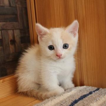 マンチカン(短足)【大阪府・男の子・2022年6月30日・クリームタビー&ホワイト】の写真「小柄で仔猫ちゃん感いっぱいな短足ちゃんです♡」