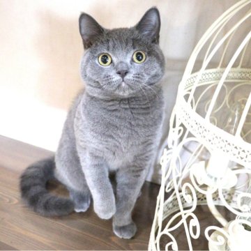 ブリティッシュショートヘア【大阪府・男の子・2023年7月19日・ブルー】の写真「手を伸ばして甘えてくるキュートな子♡」