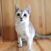 シンガプーラ