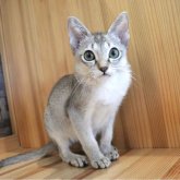シンガプーラ