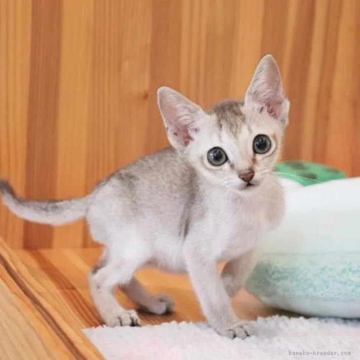ID:2212-00893の子猫