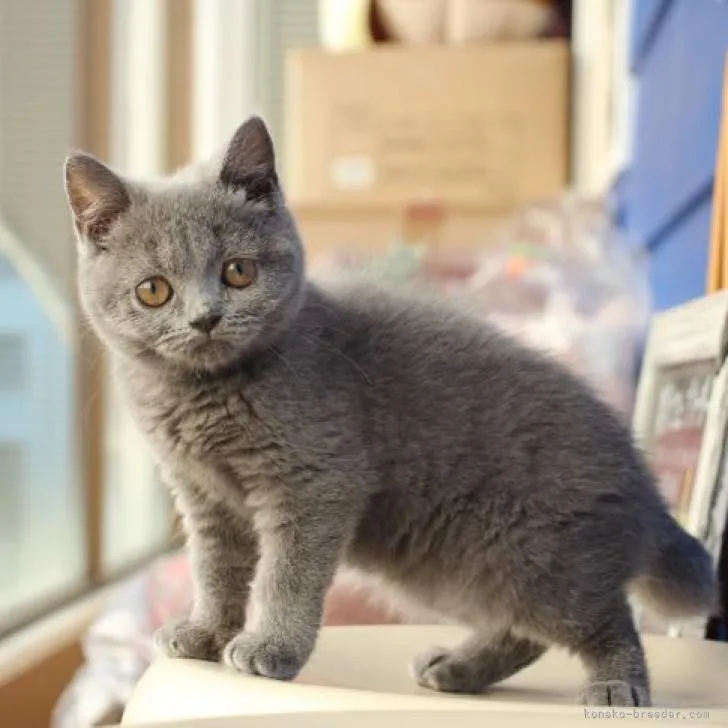 ID：2207-03346の子猫
