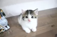 マンチカン(短足)【大阪府・男の子・2025年8月7日・ブラウンタビー&ホワイト】の写真14