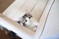 マンチカン(短足)【大阪府・男の子・2025年8月7日・ブラウンタビー&ホワイト】の写真10