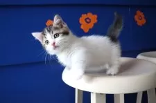 マンチカン(短足)【大阪府・男の子・2025年8月7日・ブラウンタビー&ホワイト】の写真12