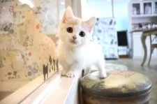 マンチカン(短足)【大阪府・女の子・2024年12月29日・ブラウンパッチドタビー&ホワイト】の写真7