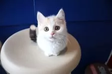 マンチカン(短足)【大阪府・女の子・2024年12月29日・ブラウンパッチドタビー&ホワイト】の写真5