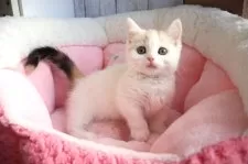 マンチカン(短足)【大阪府・女の子・2024年12月29日・ブラウンパッチドタビー&ホワイト】の写真8