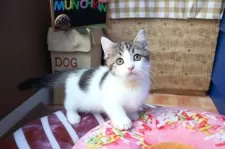 マンチカン(短足)【大阪府・男の子・2025年8月7日・ブラウンタビー&ホワイト】の写真3