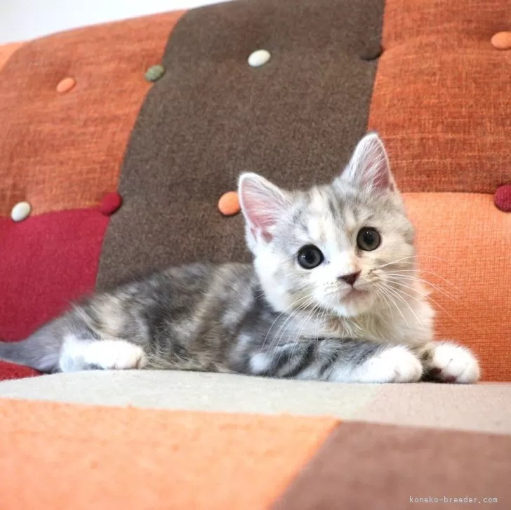 ID：2505-03979の子猫