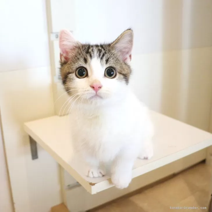 マンチカン(短足)【大阪府・男の子・2025年8月7日・ブラウンタビー&amp;ホワイト】の写真1