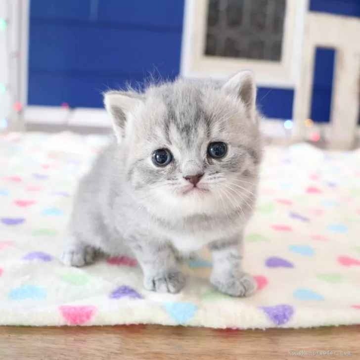 ID:2502-00558の子猫