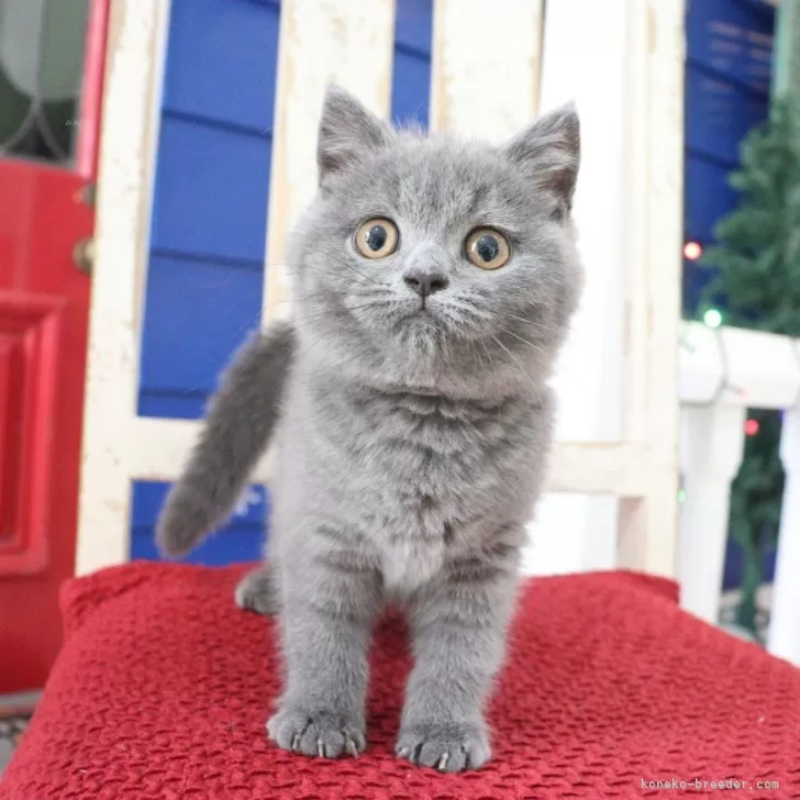 ID:2507-02164の子猫