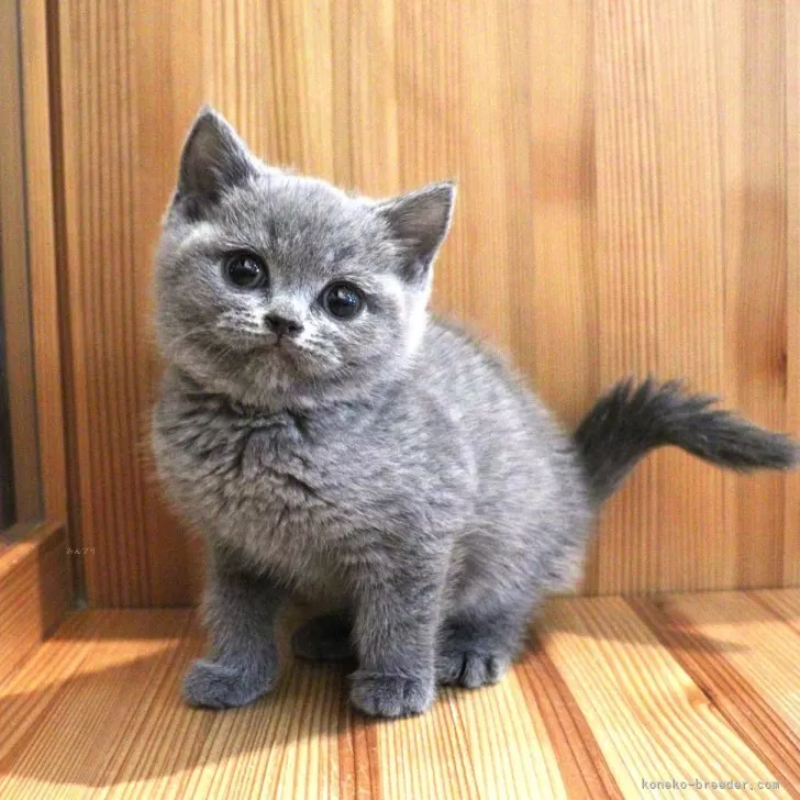 ID:2412-02534の子猫
