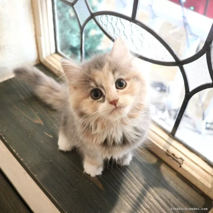 ID：2505-03978の子猫