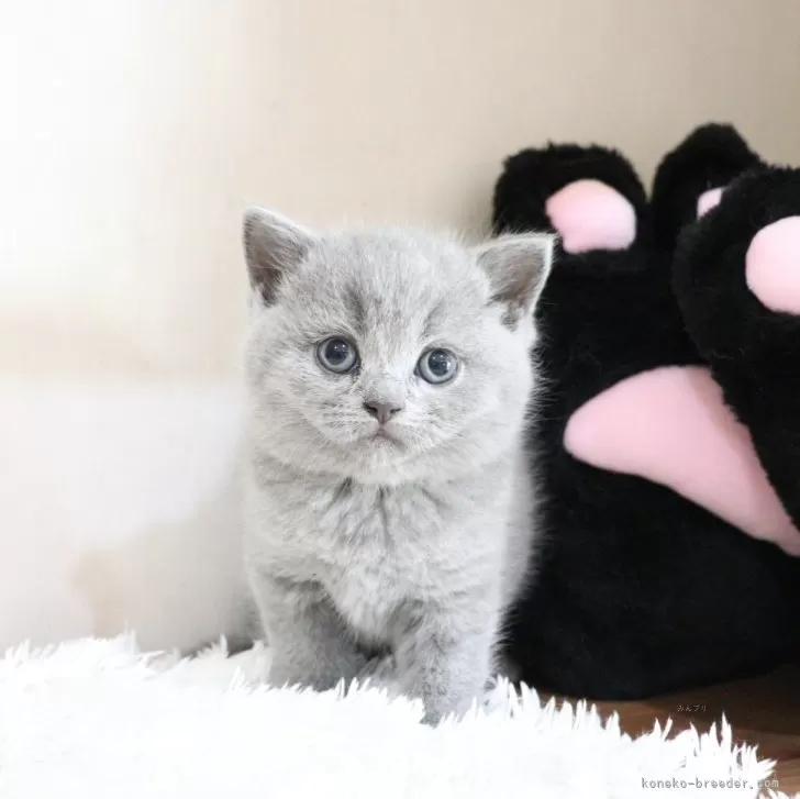 ブリティッシュショートヘア【大阪府・女の子・2025年10月2日・ブルー】の写真1