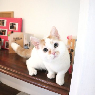 マンチカン(短足)【大阪府・男の子・2025年6月19日・レッドタビー&ホワイト】の写真「つぶらな瞳で見つめてくるあまえんぼな短足ちゃん♡」