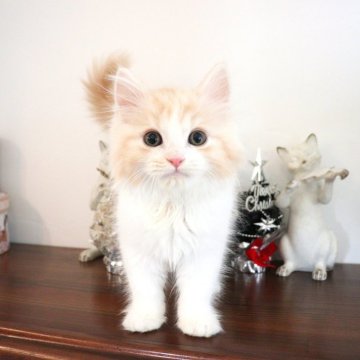 マンチカン(長足)【大阪府・男の子・2025年9月29日・レッドタビー&ホワイト】の写真「ふわふわ長毛のかまってちゃんな長足ちゃん♡」