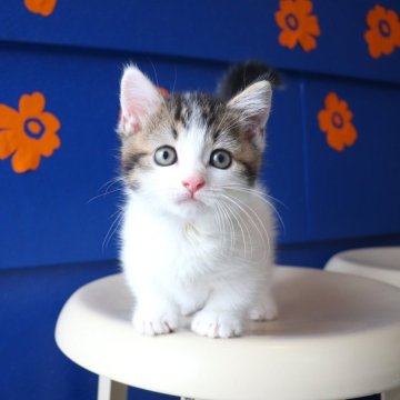 マンチカン(短足)【大阪府・男の子・2025年8月7日・ブラウンタビー&ホワイト】の写真「とってもおしゃれな毛色のあまえんぼな短足ちゃん♡」
