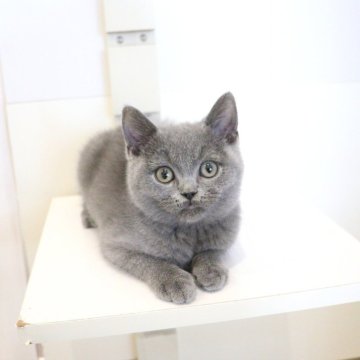 ブリティッシュショートヘア【大阪府・男の子・2025年10月2日・ブルー】の写真「すぐにくっついてくるあまえんぼちゃん♡」