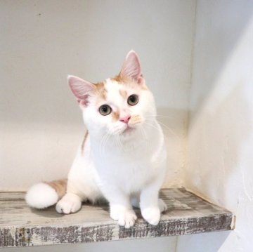 マンチカン(短足)【大阪府・男の子・2025年6月19日・レッドタビー&ホワイト】の写真「つぶらな瞳で見つめるあまえんぼな短足ちゃん♡」