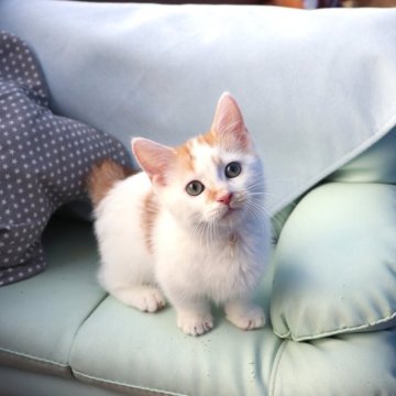マンチカン(短足)【大阪府・男の子・2025年6月19日・レッドタビー&ホワイト】の写真「つぶらな瞳でかわいく見つめてくる短足ちゃん♡」