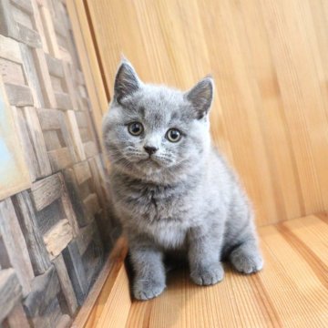 ブリティッシュショートヘア【大阪府・男の子・2025年8月17日・ブルー】の写真「まんまるな丸顔で愛嬌たっぷり♡」