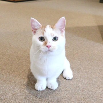 マンチカン(短足)【大阪府・男の子・2025年6月19日・レッドタビー&ホワイト】の写真「つぶらな瞳で見つめる当店1あまえんぼな短足ちゃん♡」