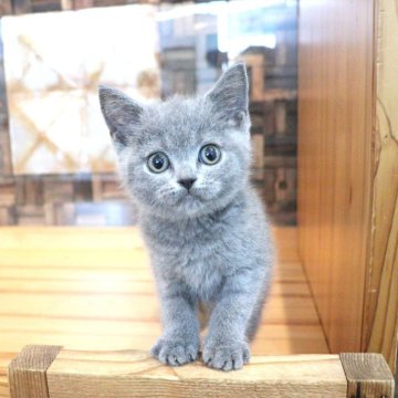 ブリティッシュショートヘア【大阪府・男の子・2025年10月2日・ブルー】の写真「可愛い声で元気いっぱい話しかけてきます♡」