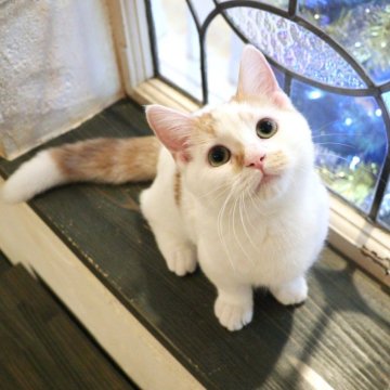 マンチカン(短足)【大阪府・男の子・2025年6月19日・レッドタビー&ホワイト】の写真「つぶらな瞳で見つめてくるあまえんぼな短足ちゃん♡」