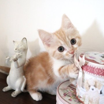 マンチカン(短足)【大阪府・男の子・2025年9月29日・レッドタビー】の写真「短いおててと上目遣いで可愛く寄ってくる短足ちゃん♡」