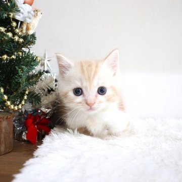 マンチカン(短足)【大阪府・男の子・2025年9月29日・レッドタビー】の写真「短いおててと上目遣いで可愛く寄ってくる短足ちゃん♡」