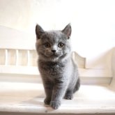 ブリティッシュショートヘア