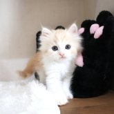 マンチカン(長足)