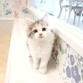 マンチカン(長足)