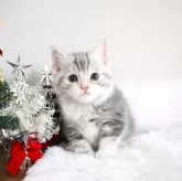 マンチカン(長足)