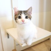 マンチカン(短足)