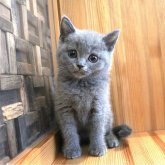 ブリティッシュショートヘア