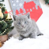 スコティッシュフォールド(立ち耳)