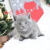 スコティッシュフォールド(立ち耳)