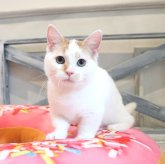 マンチカン(短足)