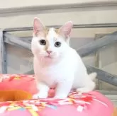 マンチカン(短足)