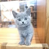 ブリティッシュショートヘア