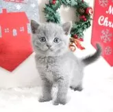 ブリティッシュショートヘア