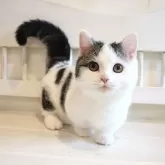 マンチカン(短足)