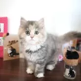 マンチカン(長足)