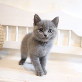 ブリティッシュショートヘア