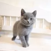 ブリティッシュショートヘア