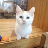 マンチカン(短足)