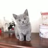 ブリティッシュショートヘア